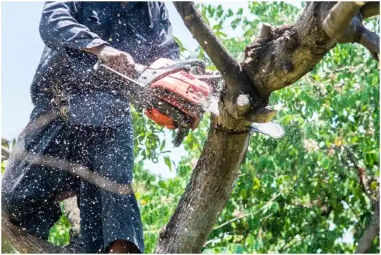 tree services Sundown